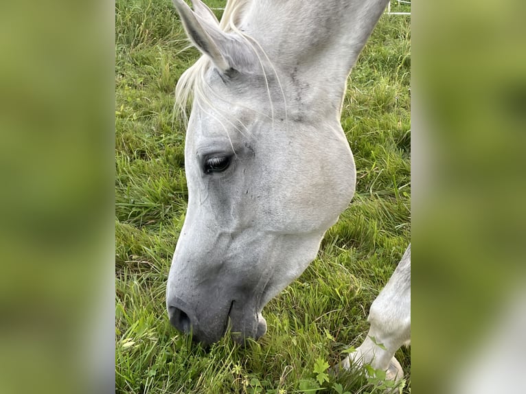 Pur-sang arabe Jument 6 Ans 148 cm Gris in Freiburg im BreisgauFReiburg
