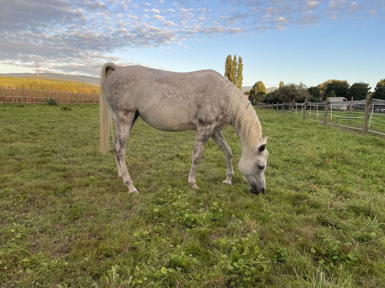 Pur-sang arabe Jument 6 Ans 148 cm Gris in Freiburg im BreisgauFReiburg