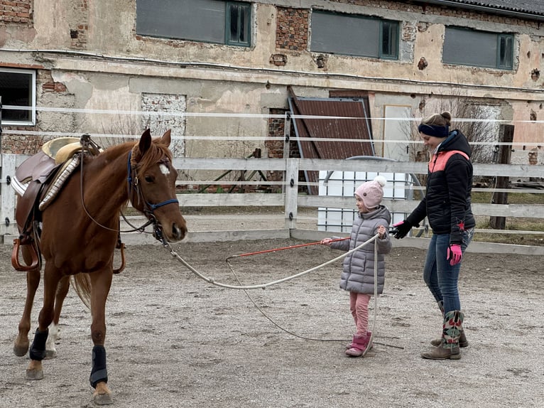 Pur-sang arabe Jument 6 Ans 151 cm Alezan in Bad Erlach