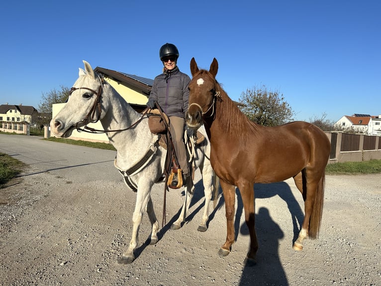 Pur-sang arabe Jument 6 Ans 151 cm Alezan in Bad Erlach