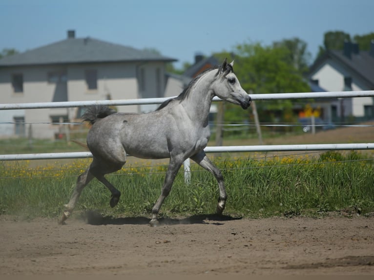 Pur-sang arabe Jument 6 Ans 151 cm in Lodz