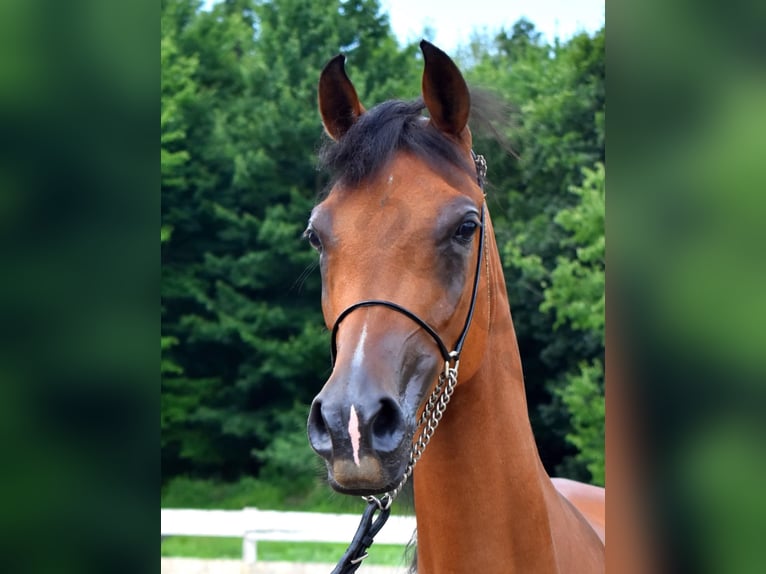 Pur-sang arabe Jument 6 Ans 152 cm Bai cerise in Sewickley
