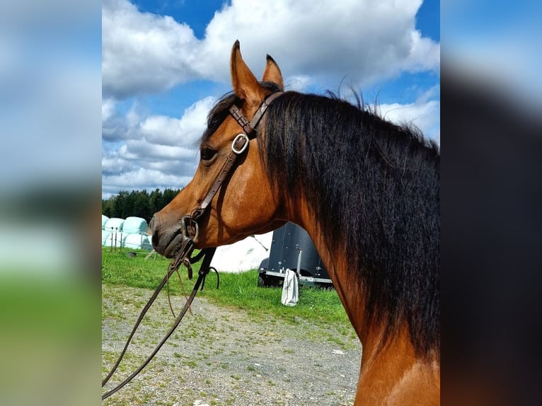 Pur-sang arabe Jument 6 Ans 152 cm Bai in Pastetten