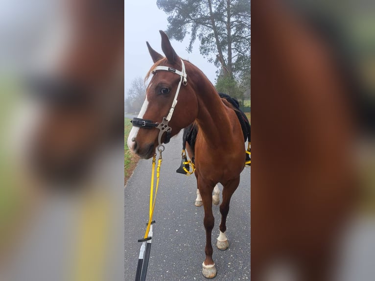 Pur-sang arabe Jument 6 Ans 153 cm Alezan in Pyskočely