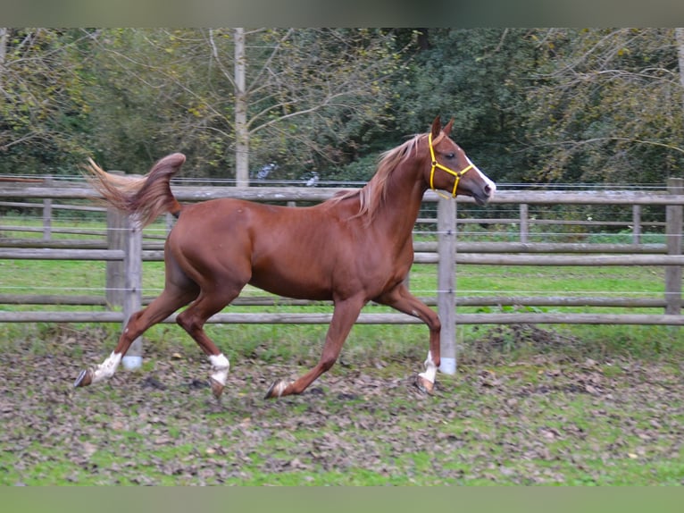 Pur-sang arabe Jument 6 Ans 153 cm Alezan in Pyskočely