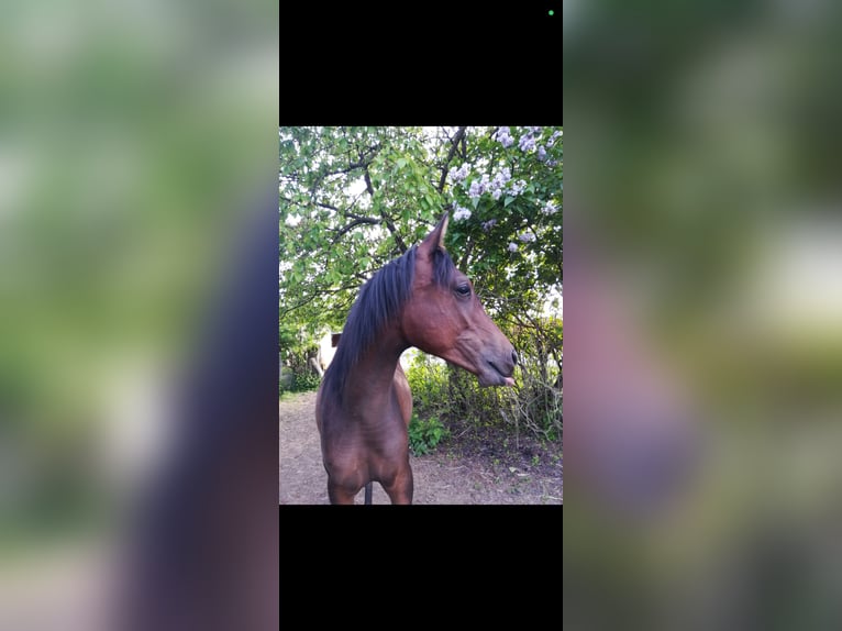 Pur-sang arabe Jument 6 Ans 153 cm Bai brun in Jüterbog