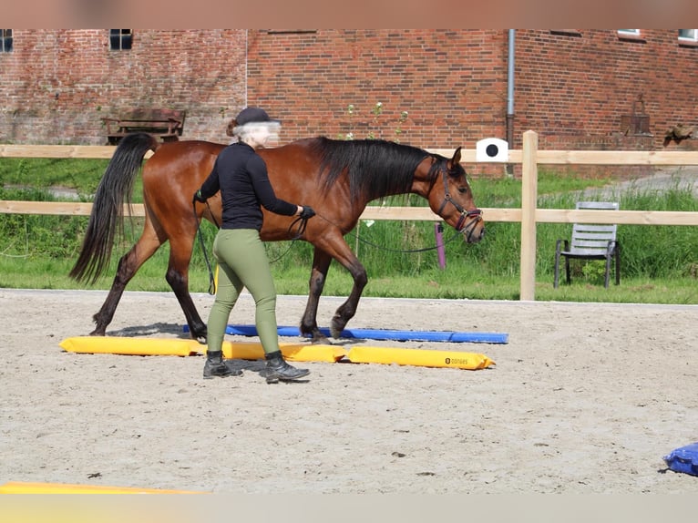 Pur-sang arabe Jument 6 Ans 153 cm Bai in Wangerland