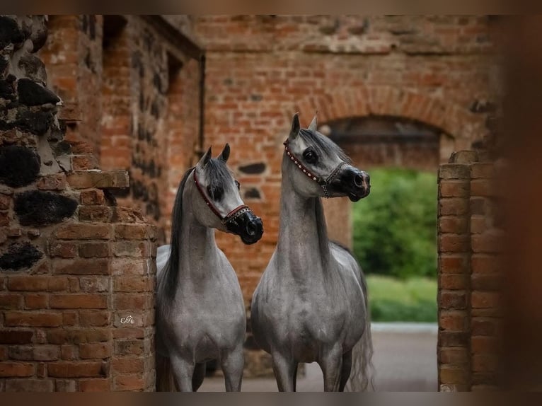 Pur-sang arabe Jument 6 Ans 153 cm Gris pommelé in Wroclaw