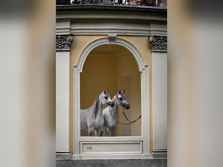 Pur-sang arabe Jument 6 Ans 153 cm Gris pommelé in Wroclaw
