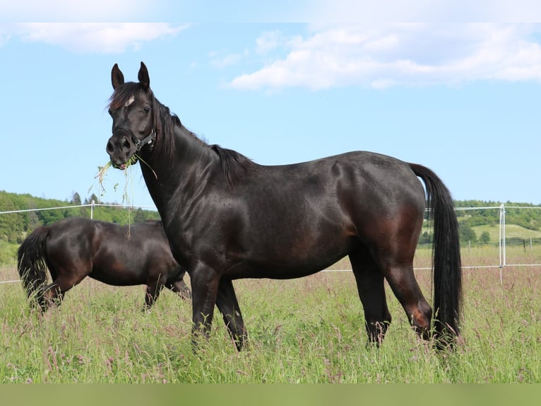 Pur-sang arabe Jument 6 Ans 153 cm Noir in Herzberg am Harz