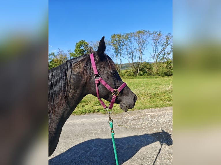 Pur-sang arabe Jument 6 Ans 153 cm Noir in Herzberg am Harz