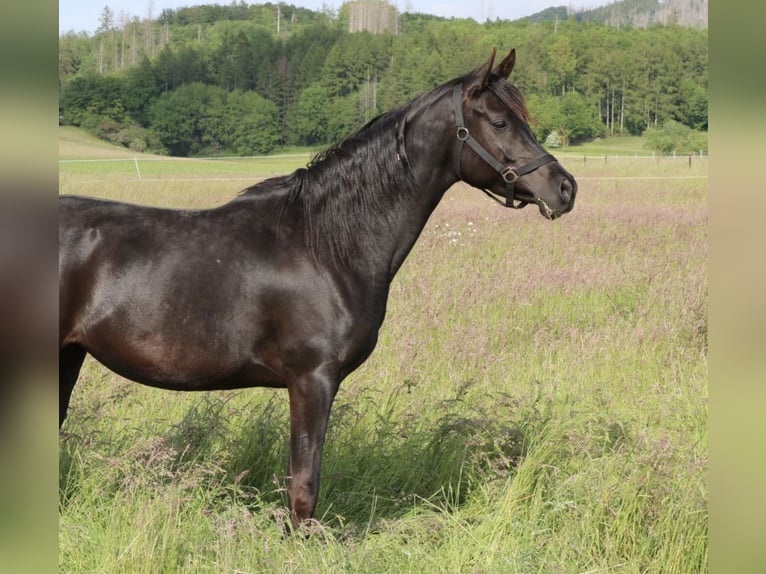 Pur-sang arabe Jument 6 Ans 153 cm Noir in Herzberg am Harz