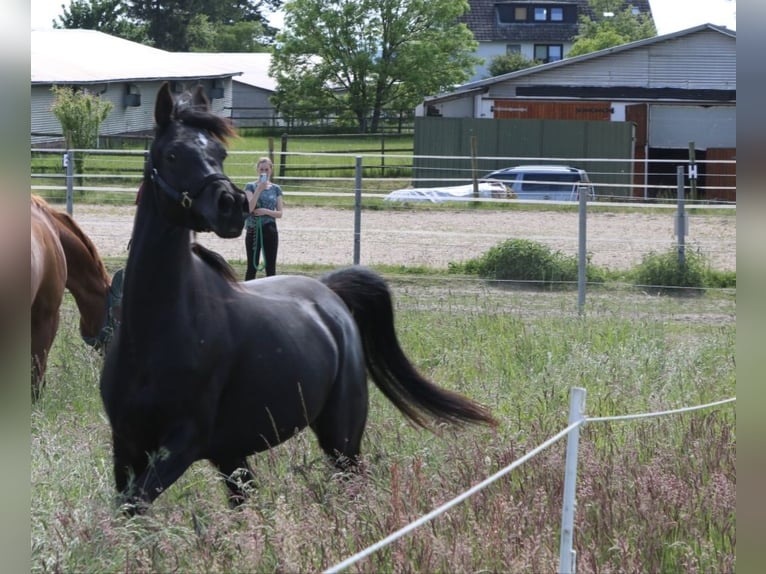 Pur-sang arabe Jument 6 Ans 153 cm Noir in Herzberg am Harz