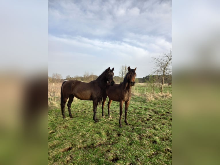 Pur-sang arabe Jument 6 Ans 154 cm Bai cerise in Zielona Góra