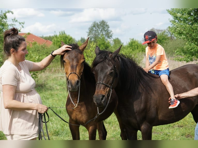 Pur-sang arabe Jument 6 Ans 154 cm Bai cerise in Zielona G&#xF3;ra