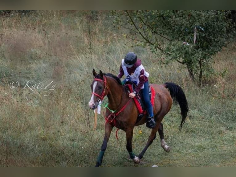 Pur-sang arabe Jument 6 Ans 154 cm Bai cerise in Zielona Góra