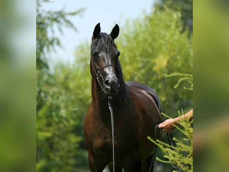 Pur-sang arabe Jument 6 Ans 154 cm Bai cerise in Zielona Góra