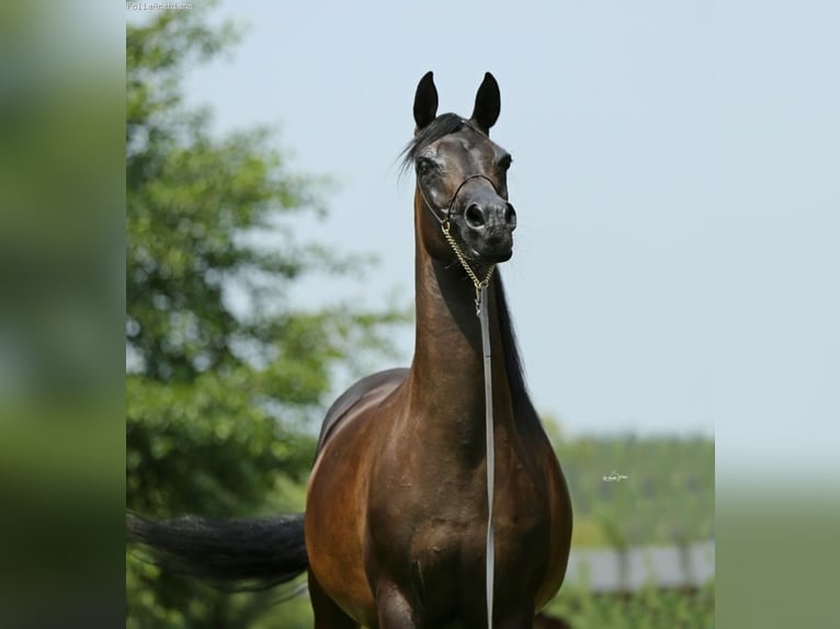 Pur-sang arabe Jument 6 Ans 154 cm Bai cerise in Zielona Góra