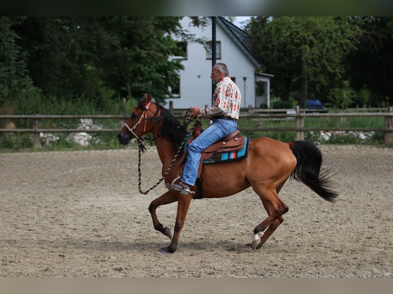 Pur-sang arabe Jument 6 Ans 154 cm Bai in Geseke