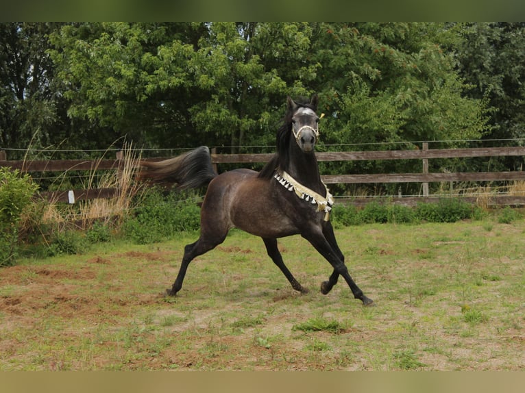 Pur-sang arabe Jument 6 Ans 154 cm Gris pommelé in Hohenkirchen / OT Manderow