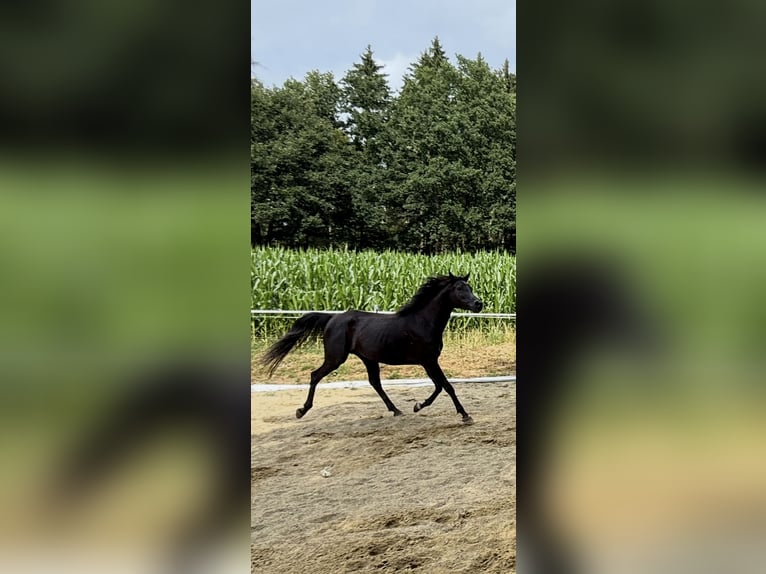 Pur-sang arabe Jument 6 Ans 154 cm Noir in Mengen