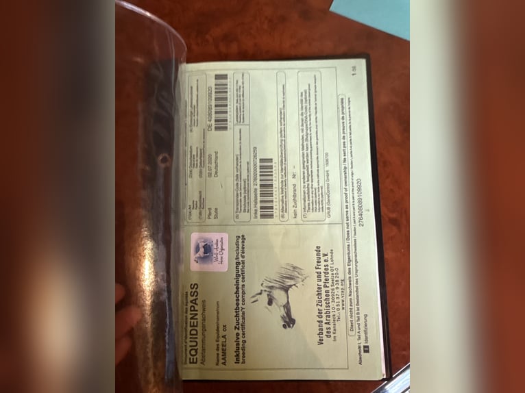 Pur-sang arabe Jument 6 Ans 154 cm Noir in Mengen