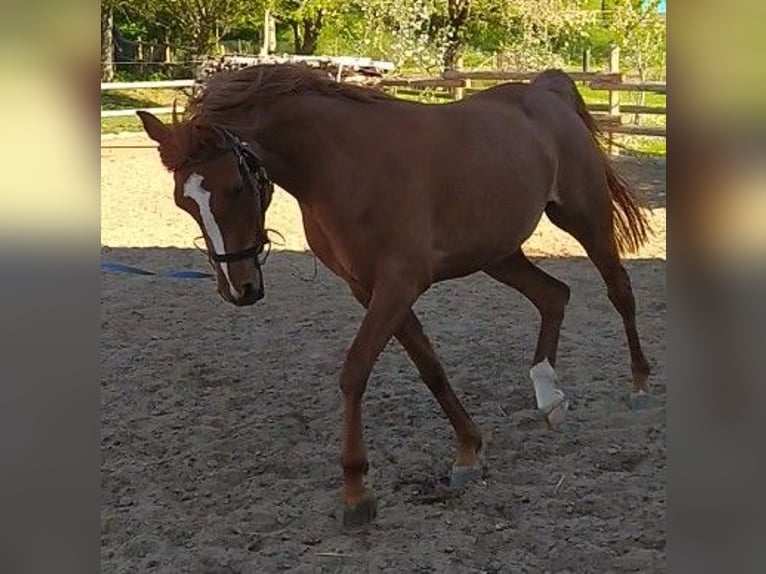 Pur-sang arabe Jument 6 Ans 155 cm Alezan in Lautertal