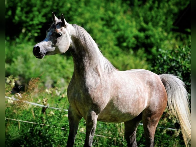 Pur-sang arabe Jument 6 Ans 155 cm Gris in Amtzell