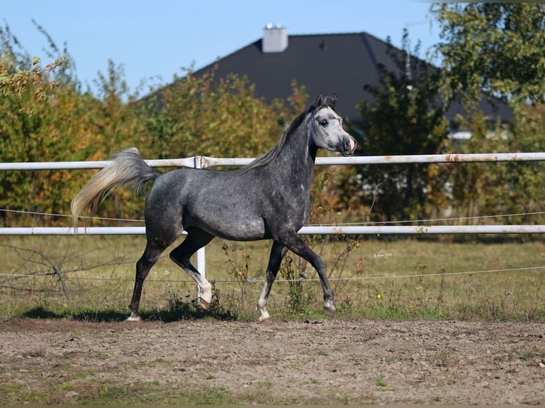Pur-sang arabe Jument 6 Ans 155 cm Gris in Lodz