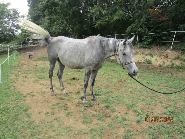 Pur-sang arabe Jument 6 Ans 155 cm Gris pommelé in Klosterneuburg