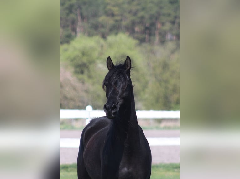 Pur-sang arabe Jument 6 Ans 155 cm Noir in Santok