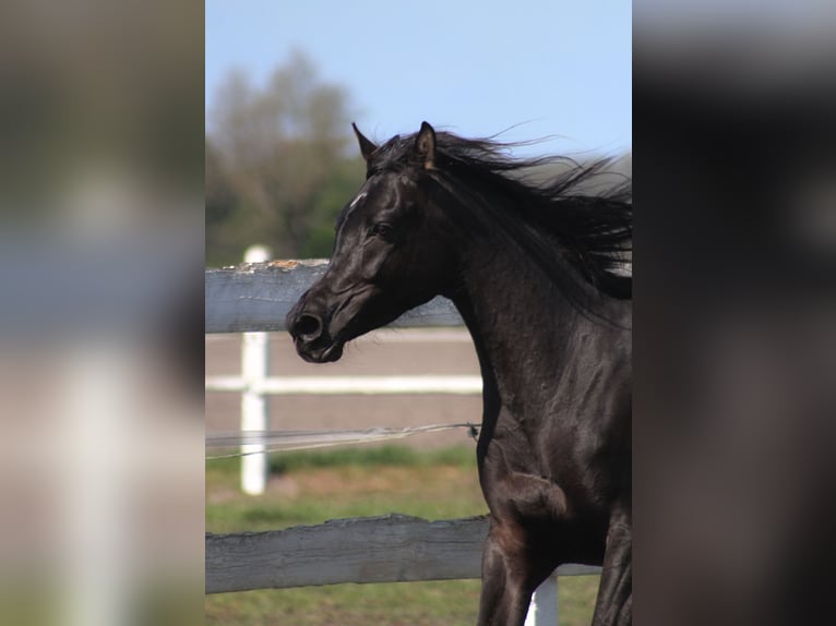 Pur-sang arabe Jument 6 Ans 155 cm Noir in Santok