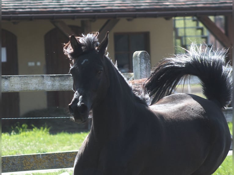 Pur-sang arabe Jument 6 Ans 155 cm Noir in Santok