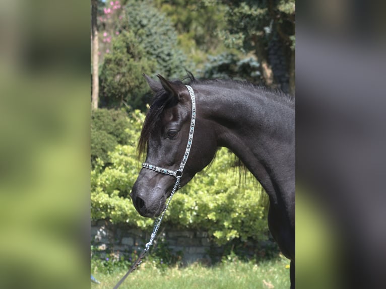 Pur-sang arabe Jument 6 Ans 156 cm Noir in Santok