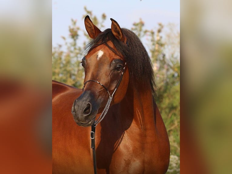 Pur-sang arabe Jument 6 Ans 157 cm Bai in Wels