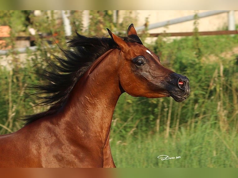 Pur-sang arabe Jument 6 Ans 157 cm Bai in Wels