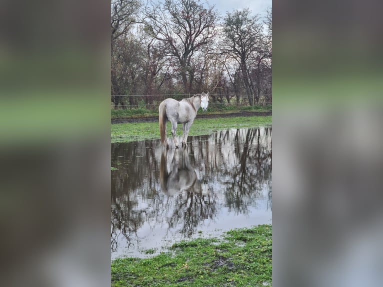 Pur-sang arabe Jument 6 Ans Gris in Drag&#xF8;r