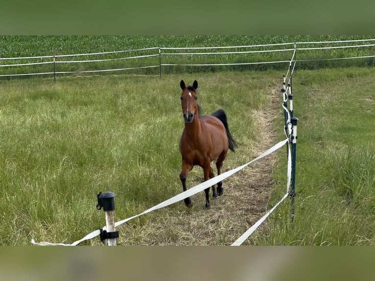 Pur-sang arabe Croisé Jument 7 Ans 140 cm Bai in Witzmannsberg