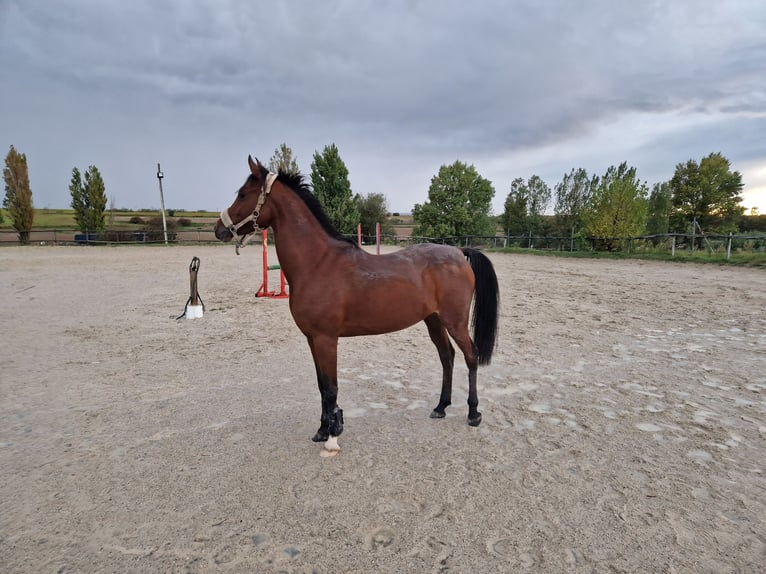 Pur-sang arabe Jument 7 Ans 146 cm Bai cerise in Brunete