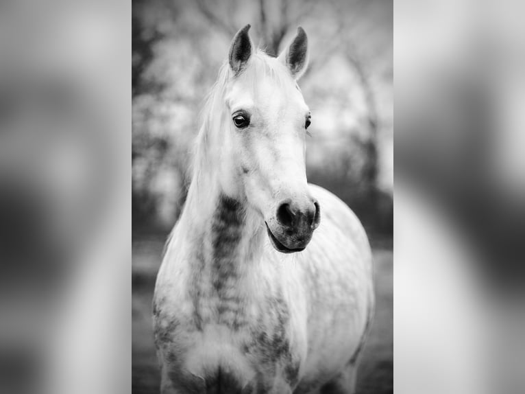 Pur-sang arabe Jument 7 Ans 147 cm Gris in Ehrenkirchen