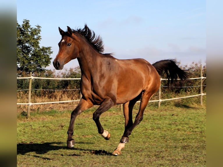 Pur-sang arabe Jument 7 Ans 150 cm Bai brun in Kehl