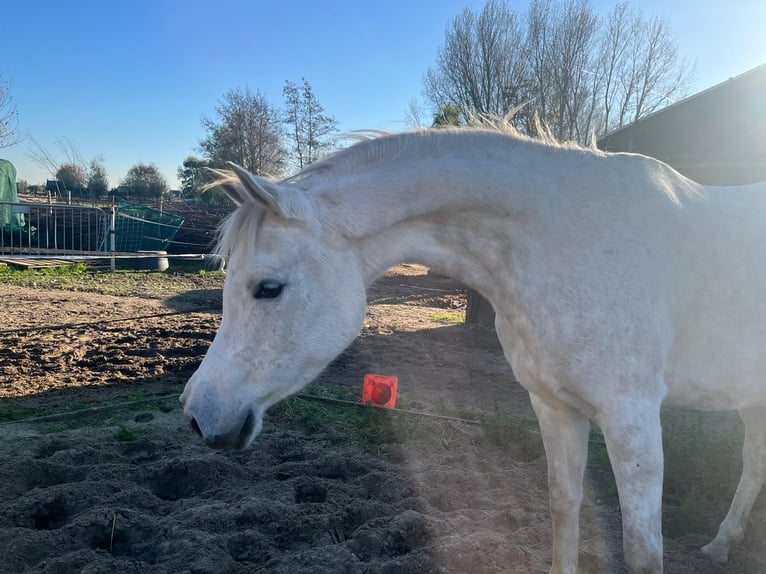 Pur-sang arabe Jument 7 Ans 150 cm Gris in Rockanje