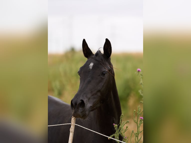 Pur-sang arabe Jument 7 Ans 152 cm Noir in Hochborn