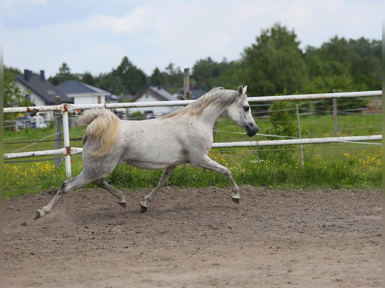 Pur-sang arabe Jument 7 Ans 153 cm Gris in Lodz