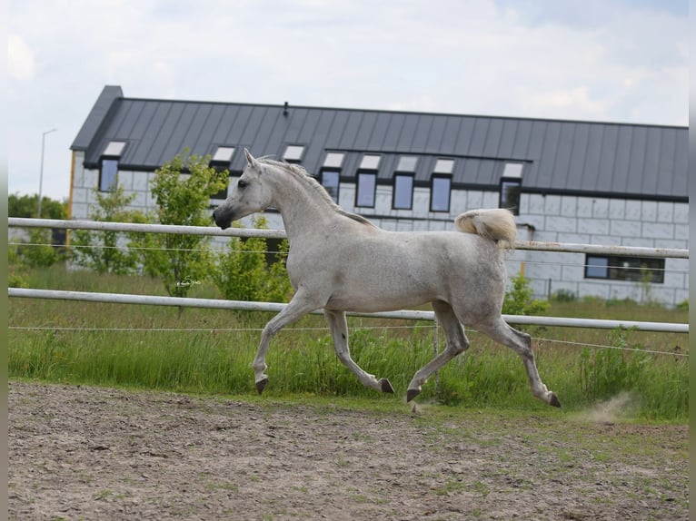 Pur-sang arabe Jument 7 Ans 153 cm Gris in Lodz