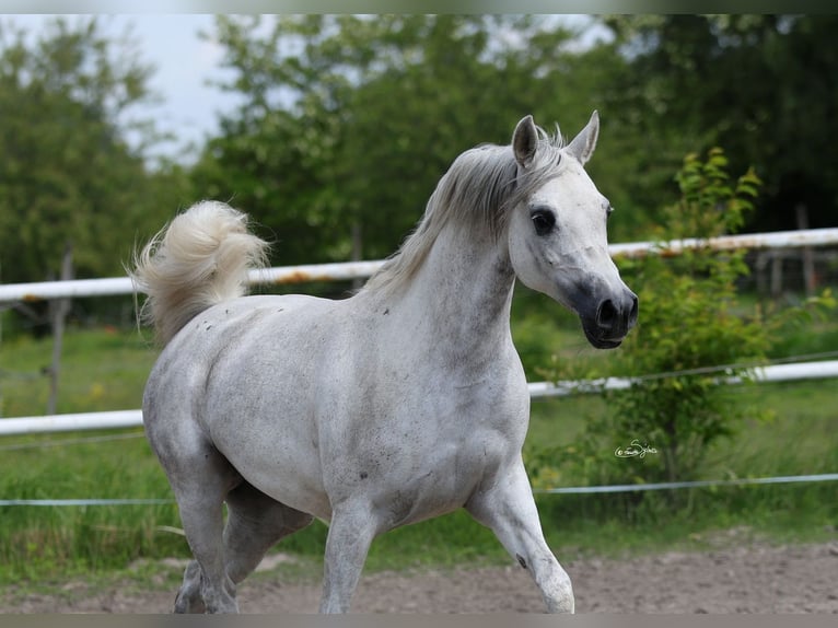 Pur-sang arabe Jument 7 Ans 153 cm Gris in Lodz