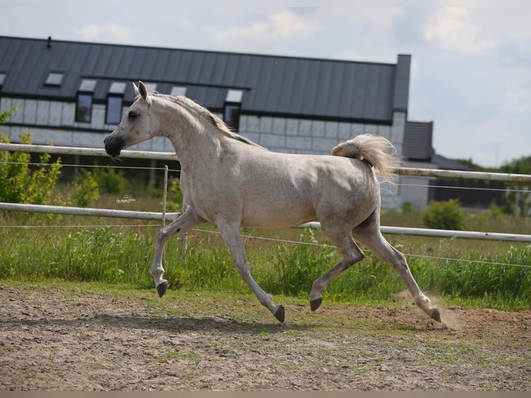 Pur-sang arabe Jument 7 Ans 153 cm Gris in Lodz
