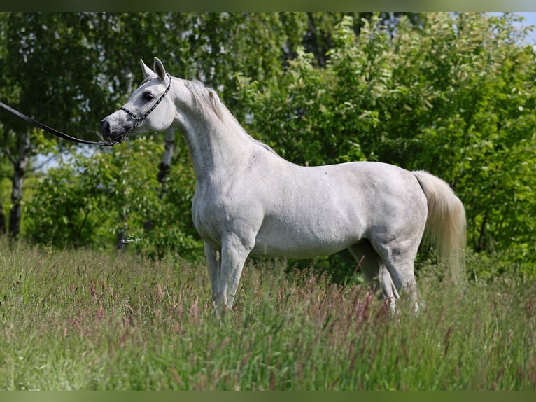 Pur-sang arabe Jument 7 Ans 153 cm Gris in Lodz