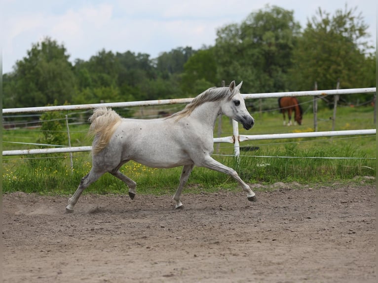 Pur-sang arabe Jument 7 Ans 153 cm Gris in Lodz