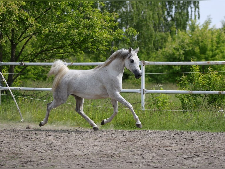 Pur-sang arabe Jument 7 Ans 153 cm Gris in Lodz